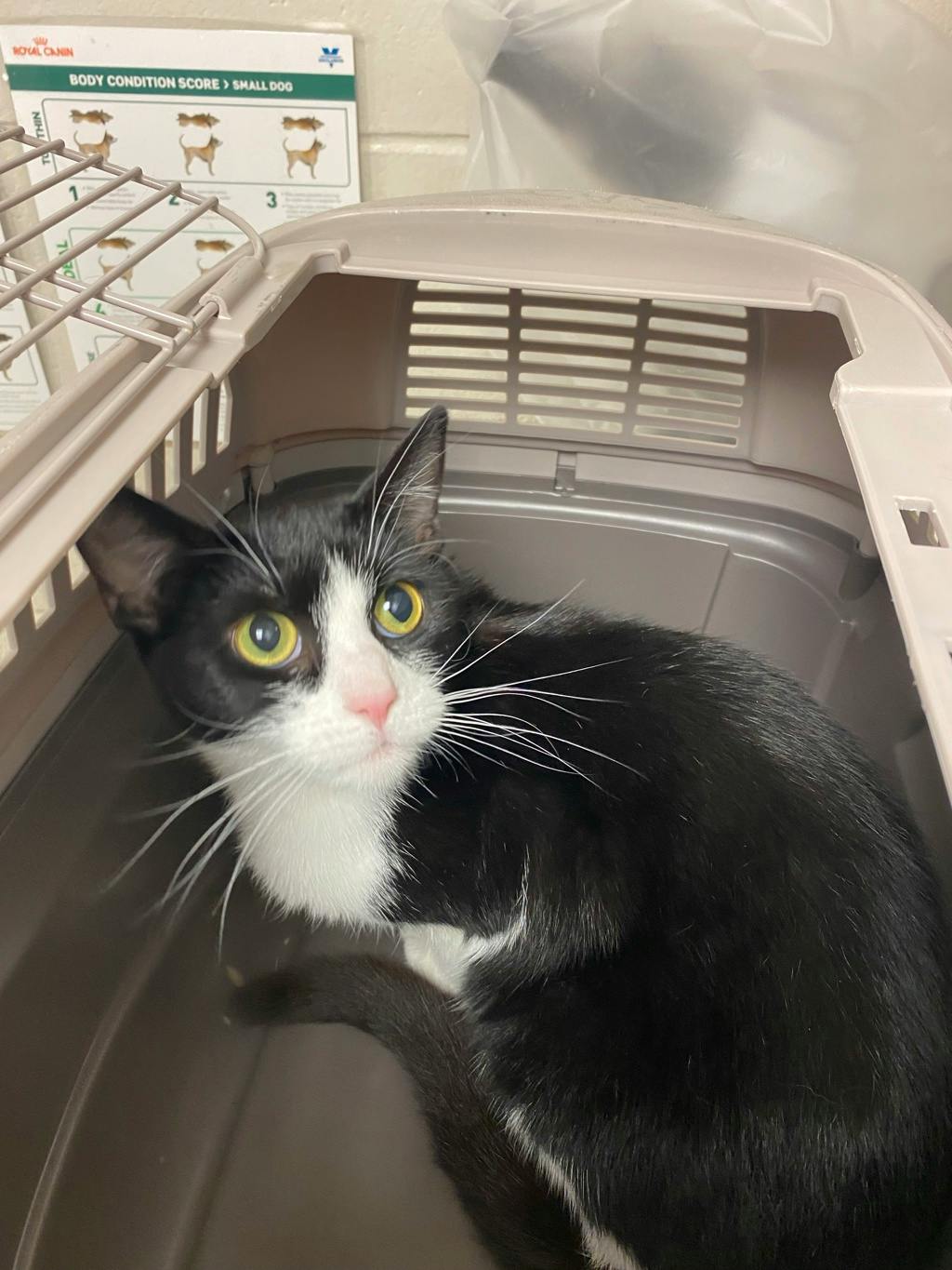 Lightning, a 3 years and 1 month old Black Female Domestic Short Hair Cat
