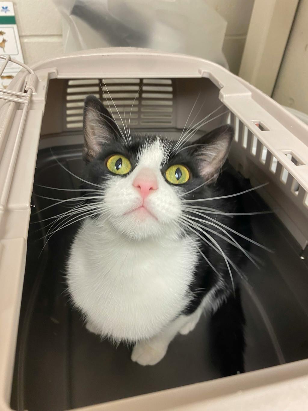 Lightning, a 3 years and 1 month old Black Female Domestic Short Hair Cat