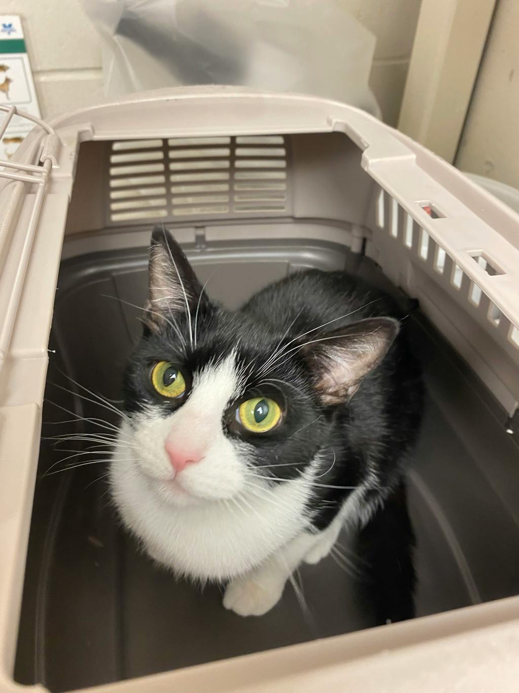 Lightning, a 3 years and 1 month old Black Female Domestic Short Hair Cat
