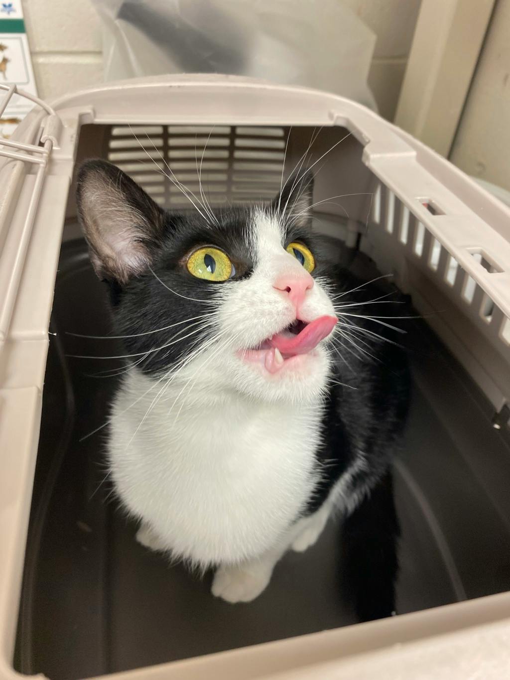 Lightning, a 3 years and 1 month old Black Female Domestic Short Hair Cat