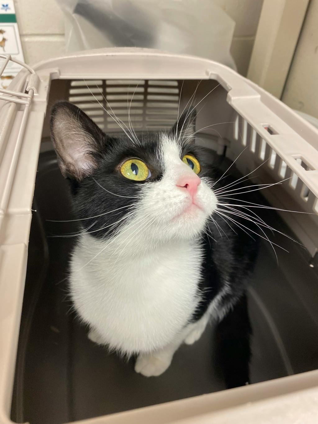 Lightning, a 3 years and 1 month old Black Female Domestic Short Hair Cat