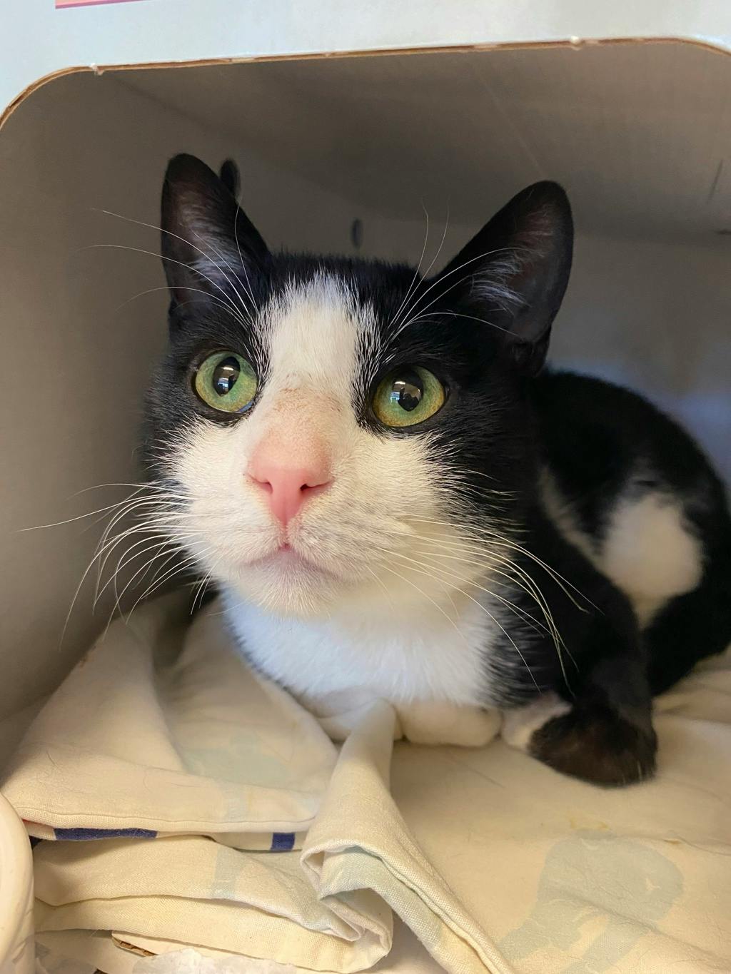 Diamond, a 3 years and 1 month old Black Male Domestic Short Hair Cat