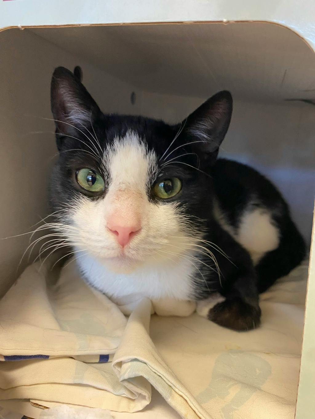 Diamond, a 3 years and 1 month old Black Male Domestic Short Hair Cat