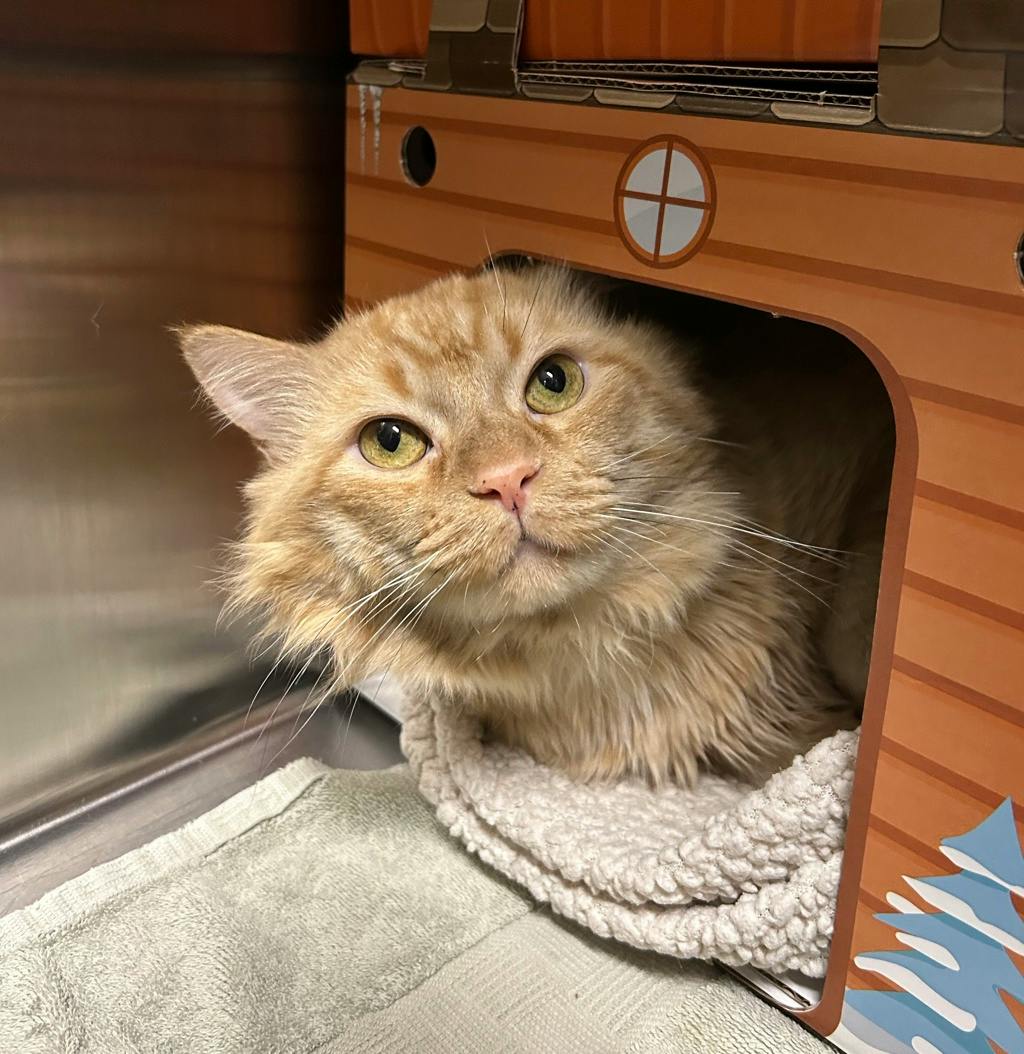 Blessing, a 5 years and 2 months old Orange Male Domestic Medium Hair Cat