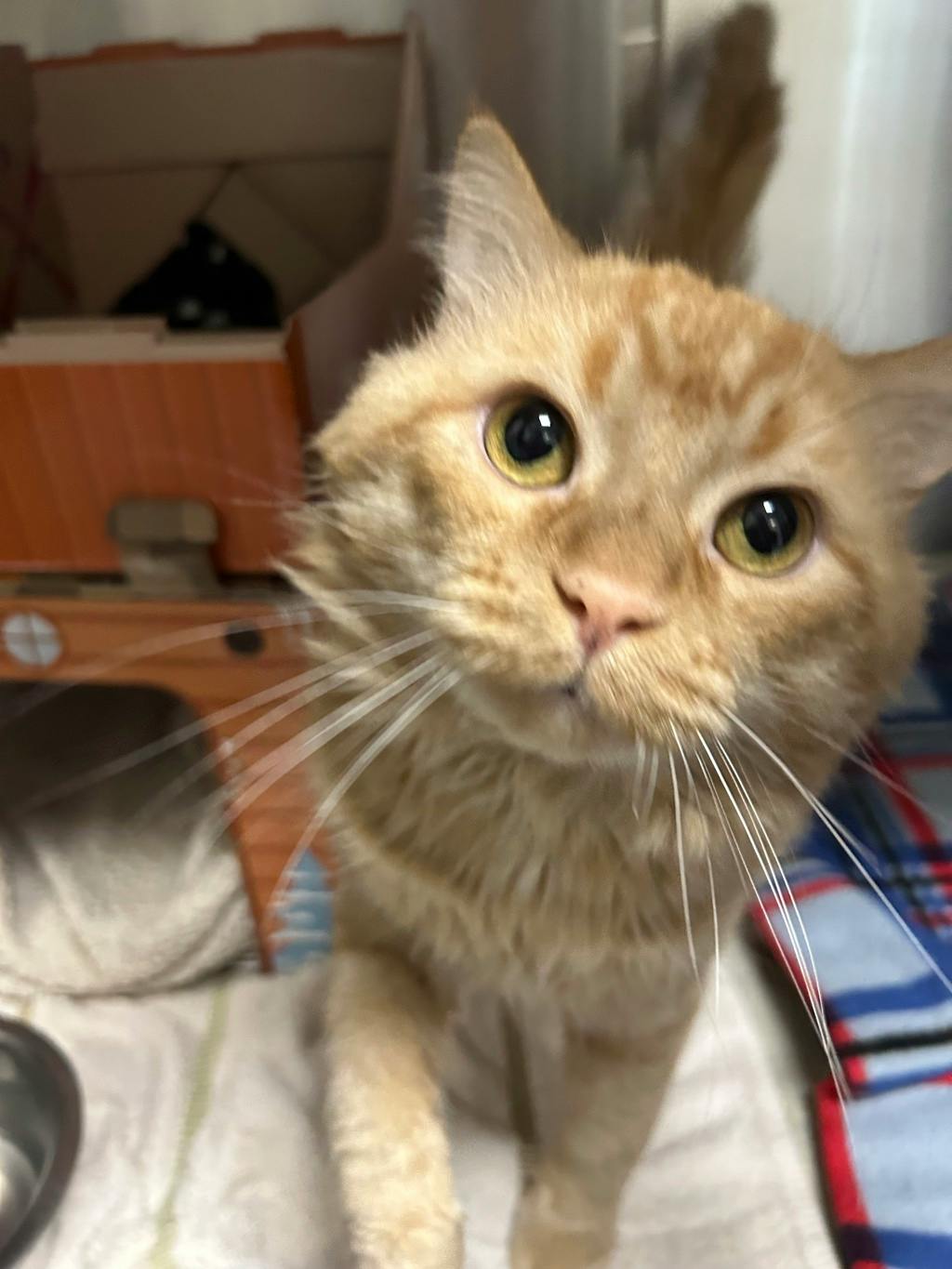 Blessing, a 5 years and 2 months old Orange Male Domestic Medium Hair Cat