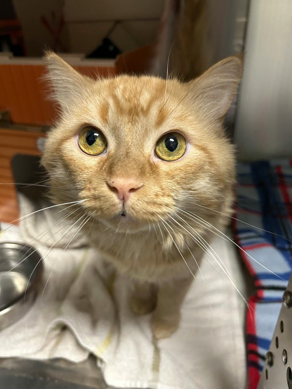 Blessing, a 5 years and 2 months old Orange Male Domestic Medium Hair Cat