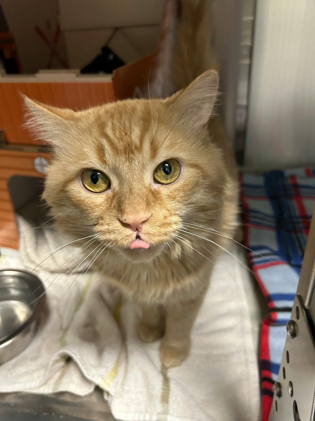 Blessing, a 5 years and 2 months old Orange Male Domestic Medium Hair Cat