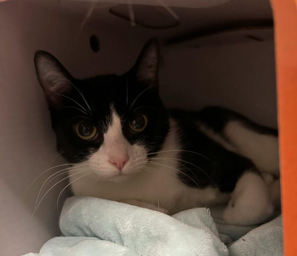 Baby Kitty, a 2 years old Black Female Domestic Short Hair Cat