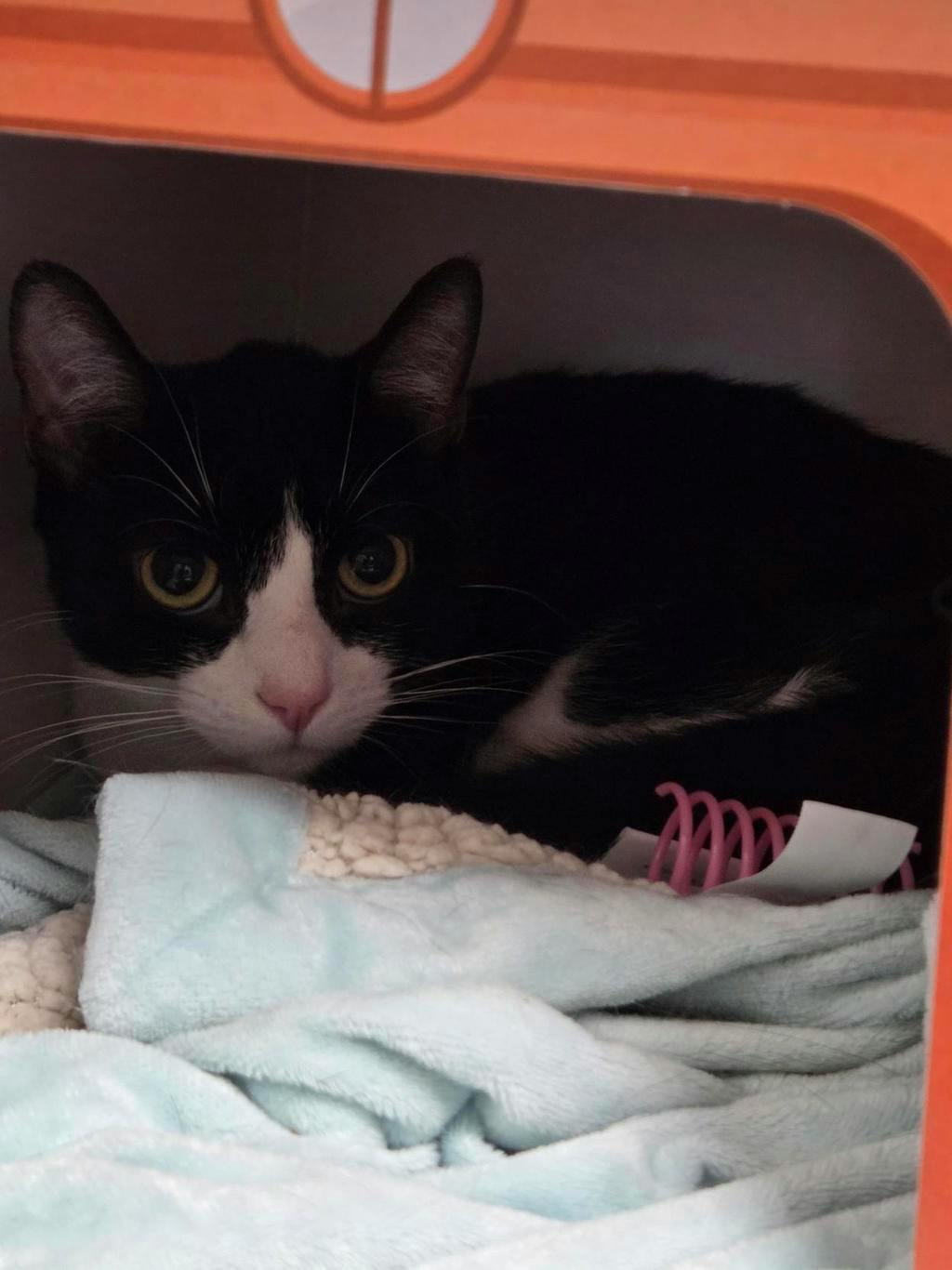Baby Kitty, a 2 years old Black Female Domestic Short Hair Cat