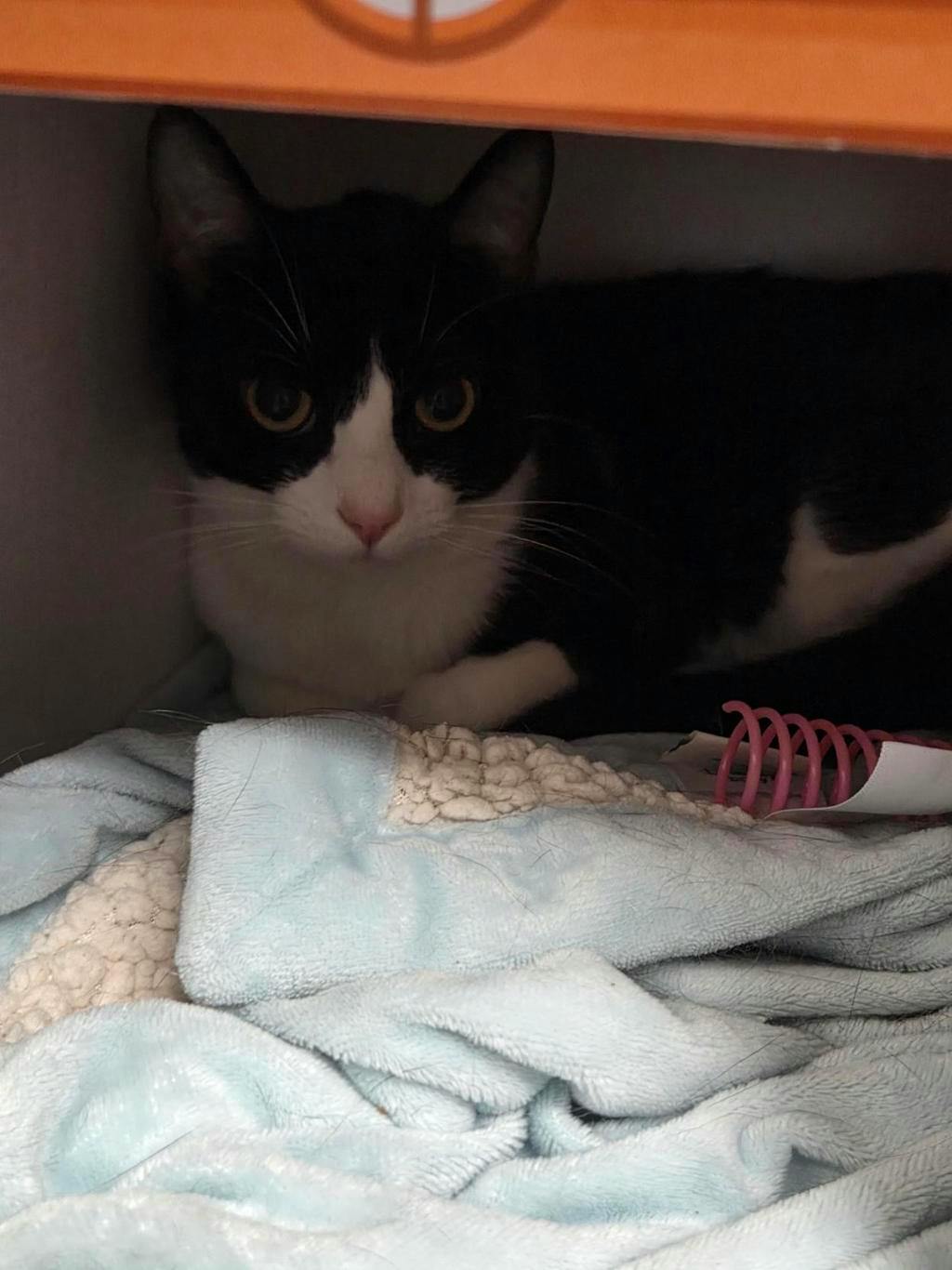 Baby Kitty, a 2 years old Black Female Domestic Short Hair Cat