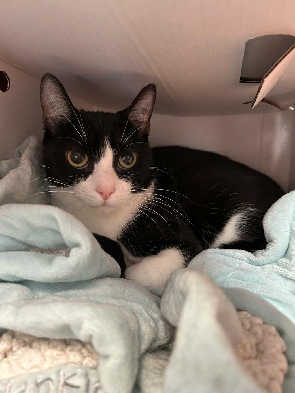 Baby Kitty, a 2 years old Black Female Domestic Short Hair Cat