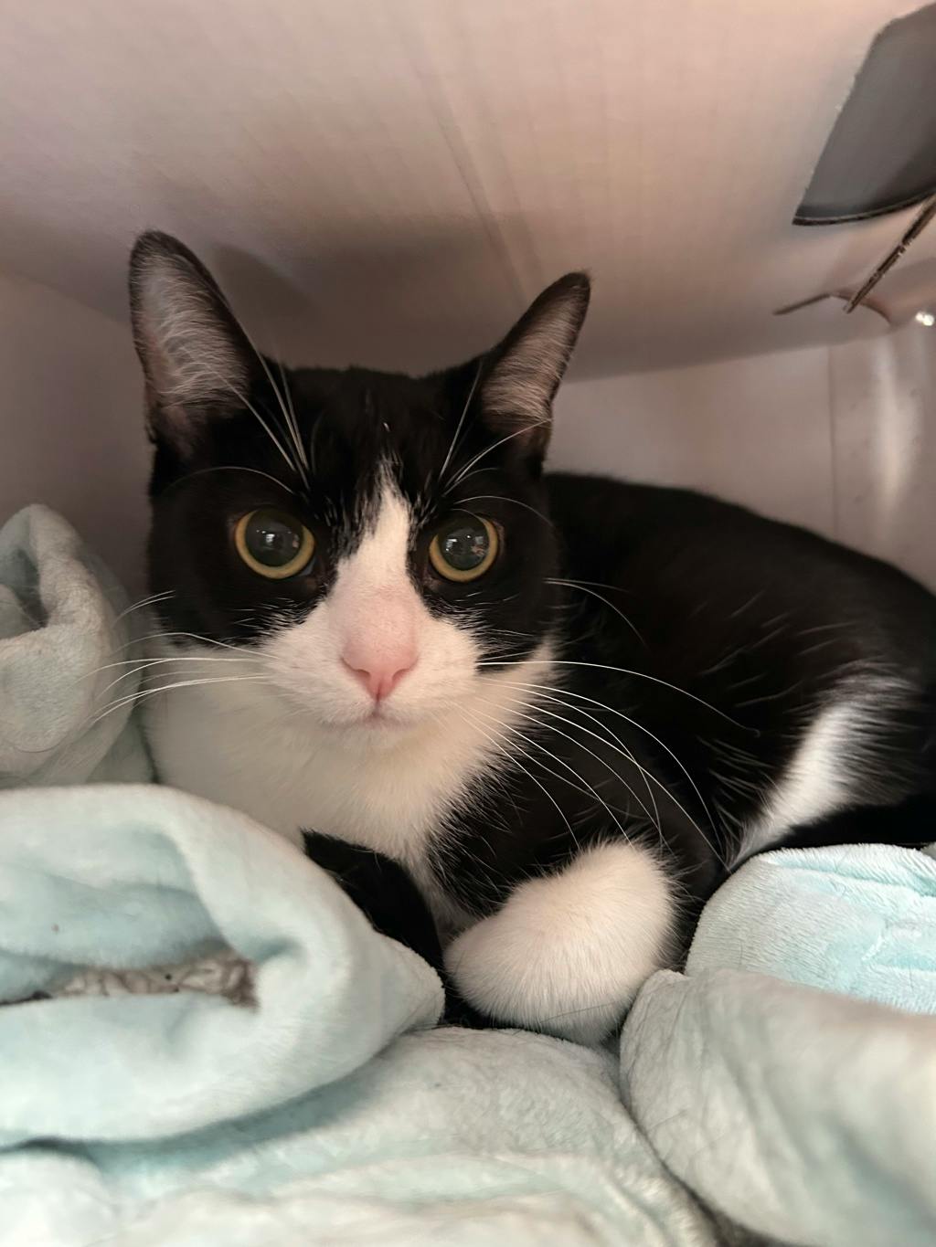 Baby Kitty, a 2 years old Black Female Domestic Short Hair Cat