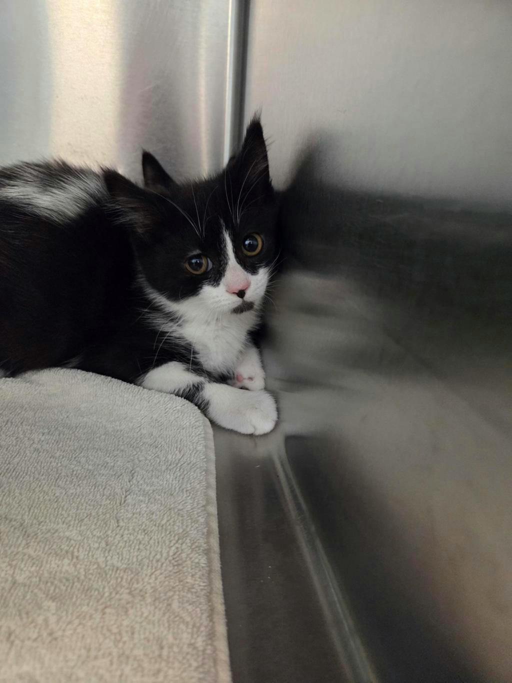 Timor, a 3 months old Black Female Domestic Short Hair Kitten