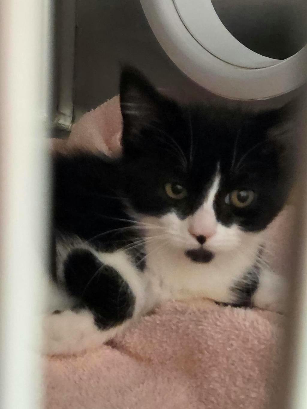 Timor, a 3 months old Black Female Domestic Short Hair Kitten