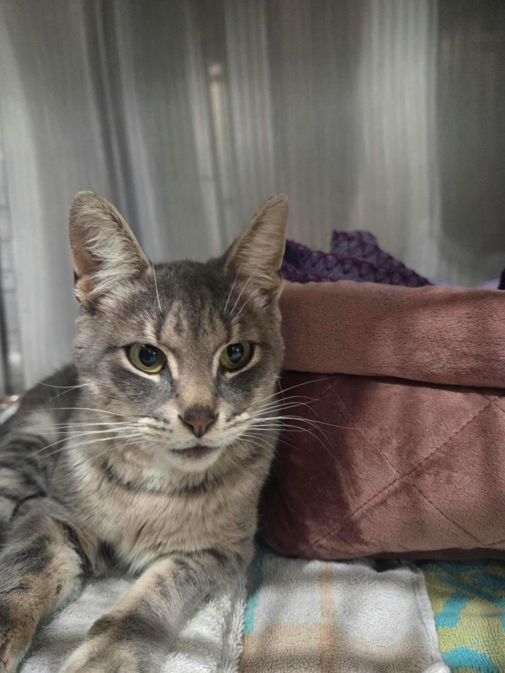 Dreamer, a 1 year old Grey Tabby Male Domestic Short Hair Cat