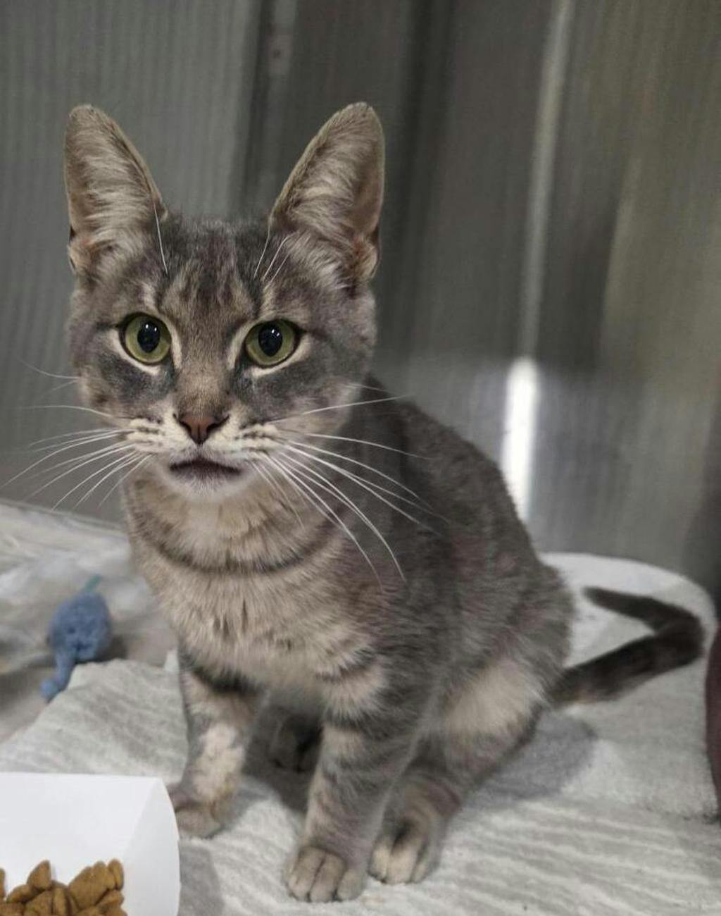 Dreamer, a 1 year old Grey Tabby Male Domestic Short Hair Cat
