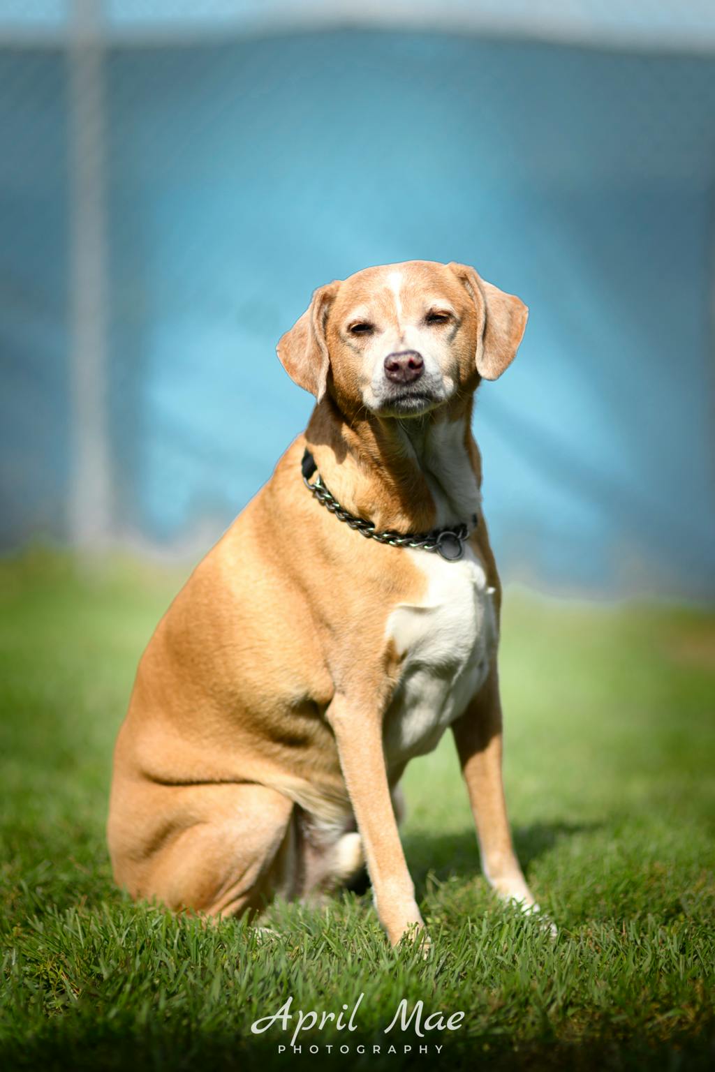 Mickey (mic), a 9 years and 9 months old Blonde Male Fox Terrier Dog