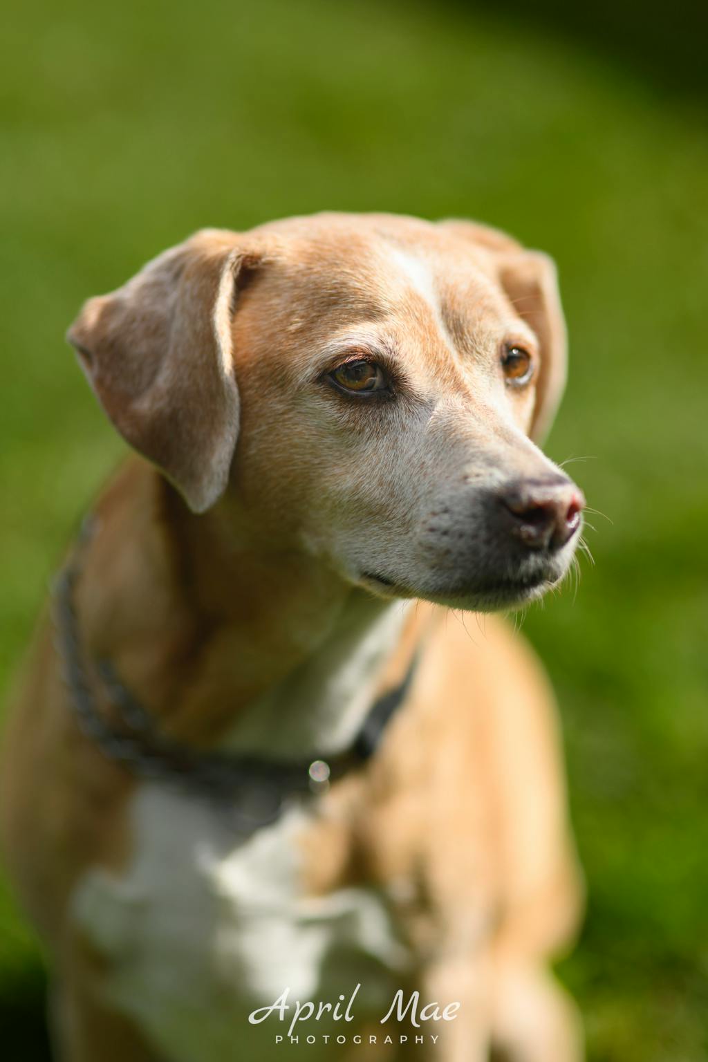 Mickey (mic), a 9 years and 9 months old Blonde Male Fox Terrier Dog