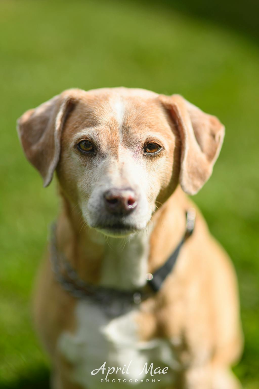 Mickey (mic), a 9 years and 9 months old Blonde Male Fox Terrier Dog