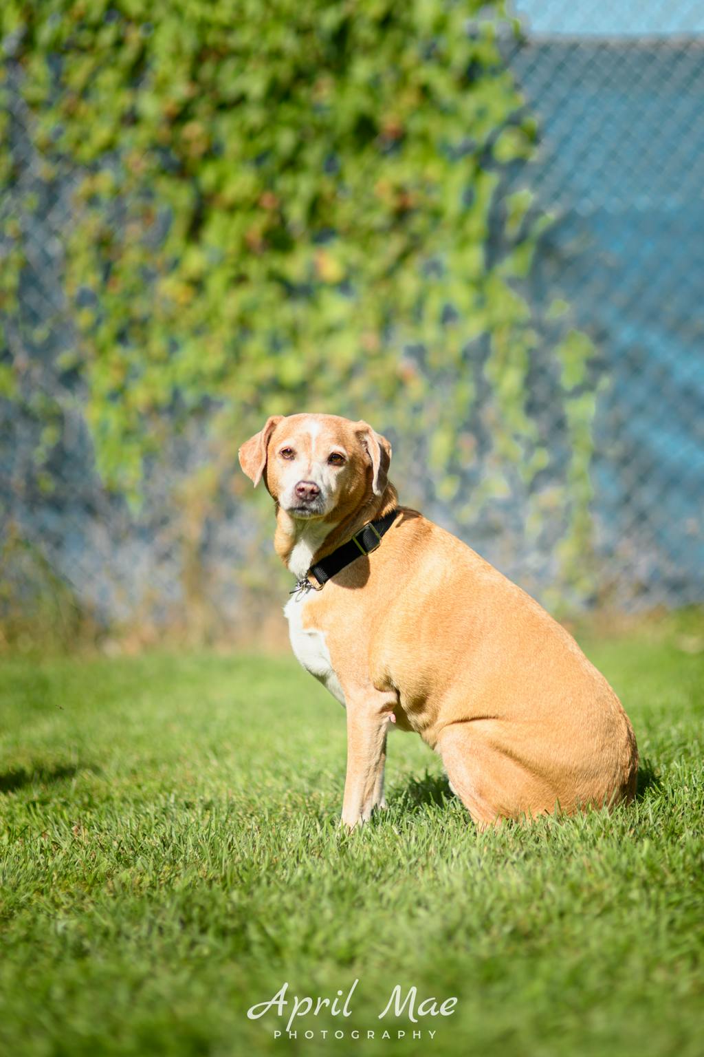Mickey (mic), a 9 years and 9 months old Blonde Male Fox Terrier Dog