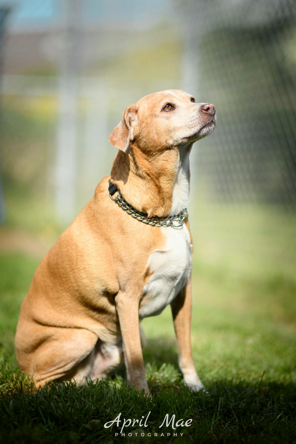 Mickey (mic), a 9 years and 9 months old Blonde Male Fox Terrier Dog