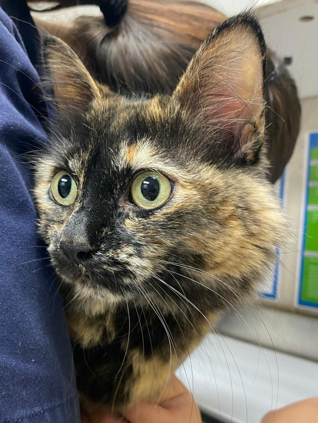Pepper, a 5 years and 1 month old Tortoiseshell Female Domestic Medium Hair Cat