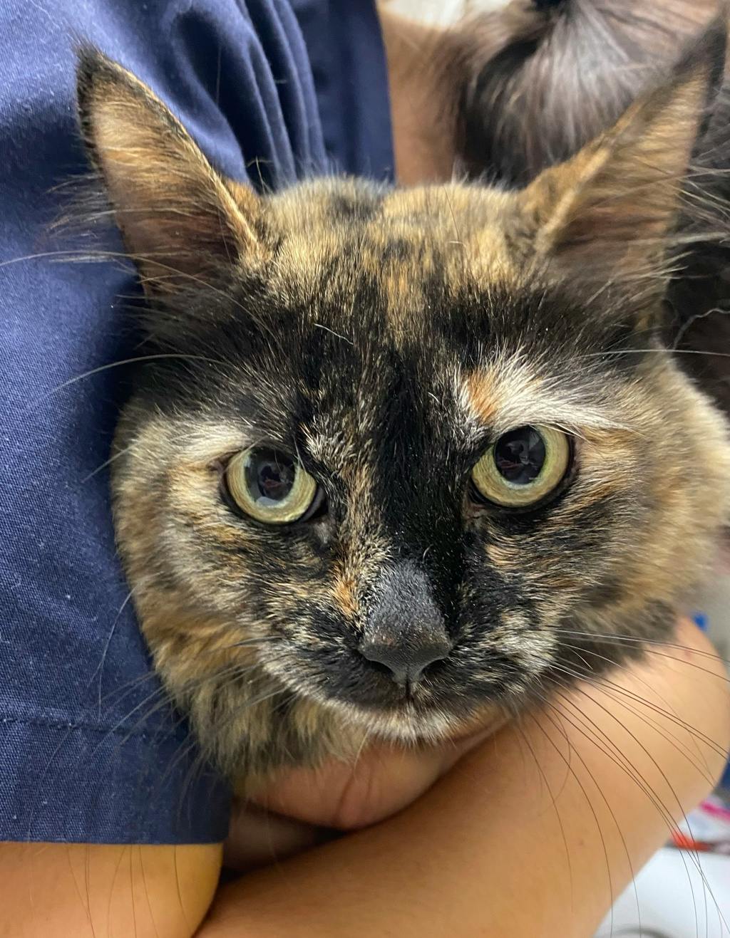 Pepper, a 5 years and 1 month old Tortoiseshell Female Domestic Medium Hair Cat