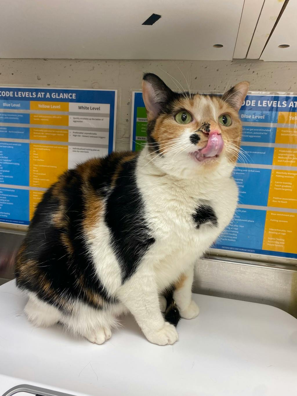 Calliope, a 4 years old Calico Female Domestic Short Hair Cat