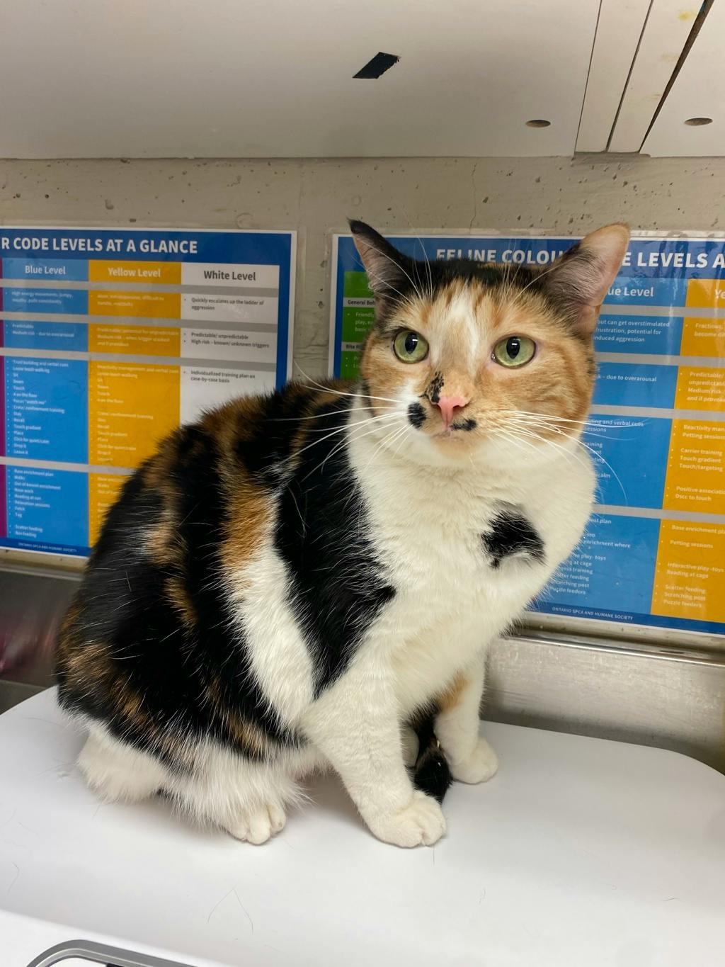 Calliope, a 4 years old Calico Female Domestic Short Hair Cat
