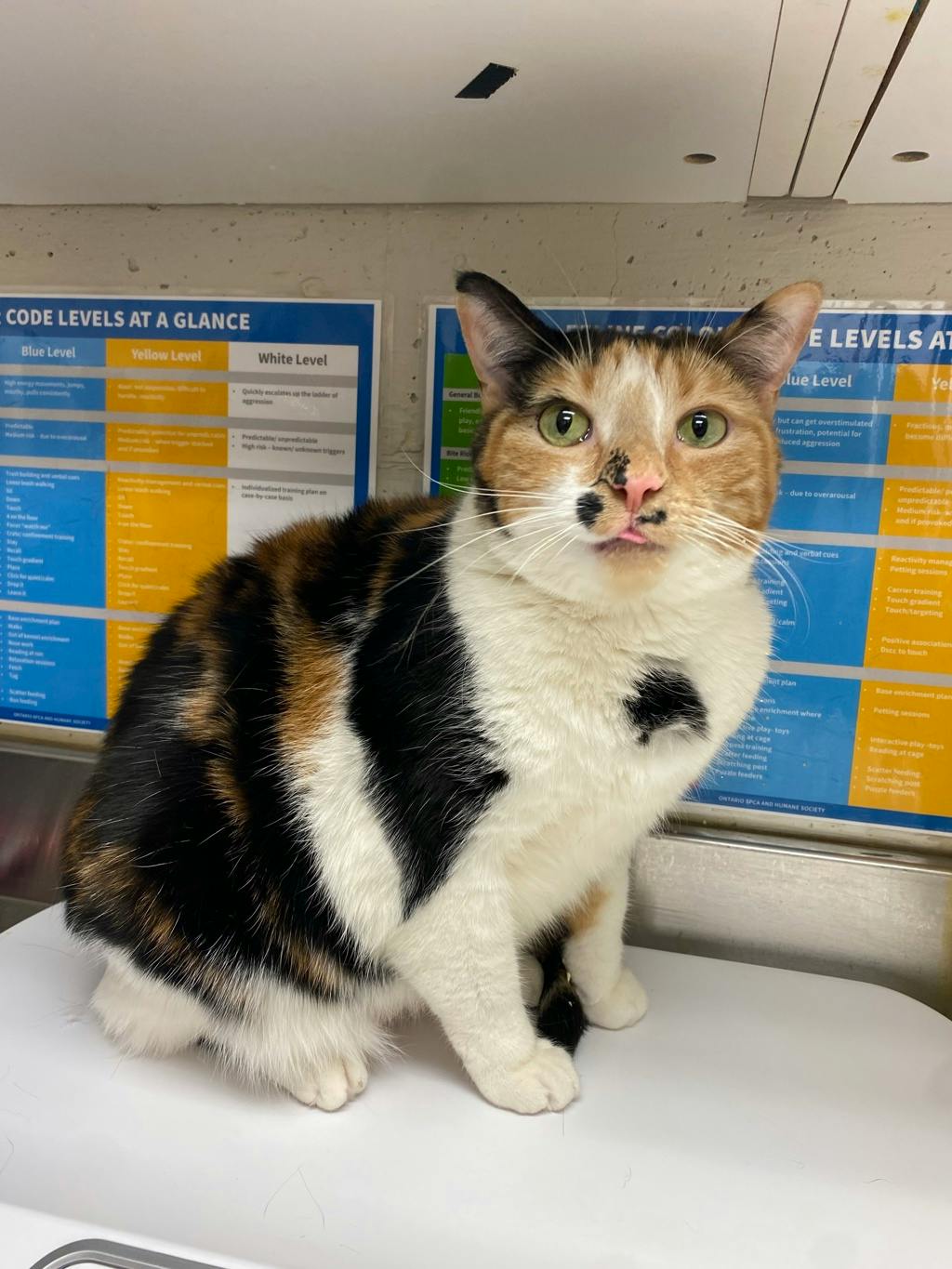 Calliope, a 4 years old Calico Female Domestic Short Hair Cat