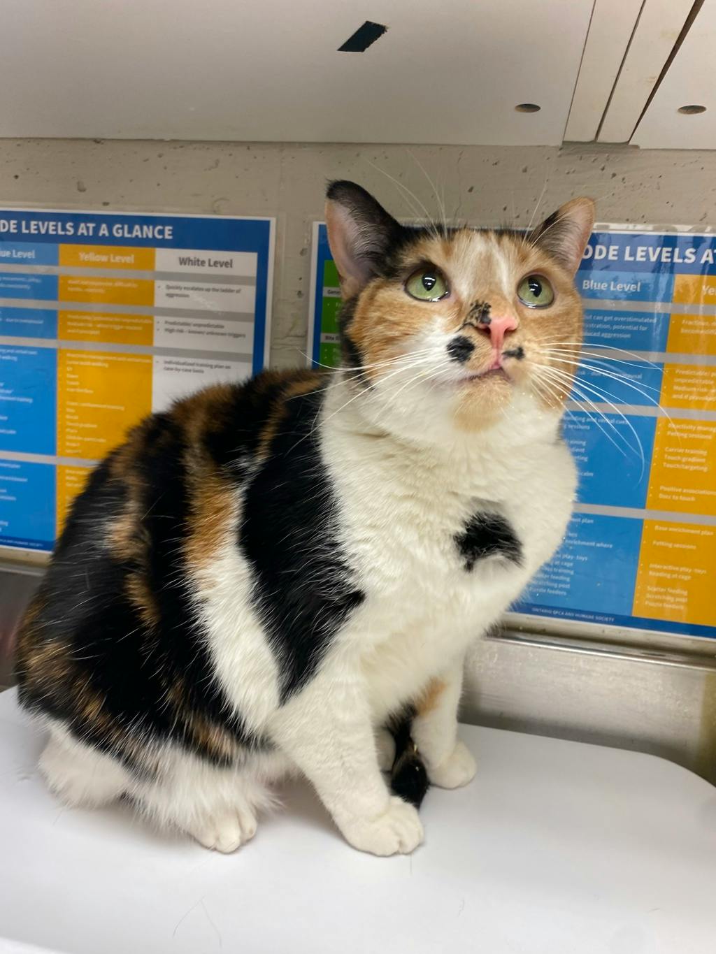 Calliope, a 4 years old Calico Female Domestic Short Hair Cat