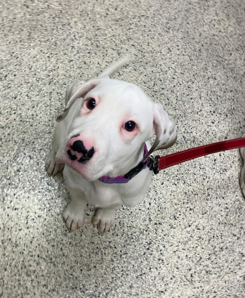Chance, a 4 months old White Male American Bulldog Puppy
