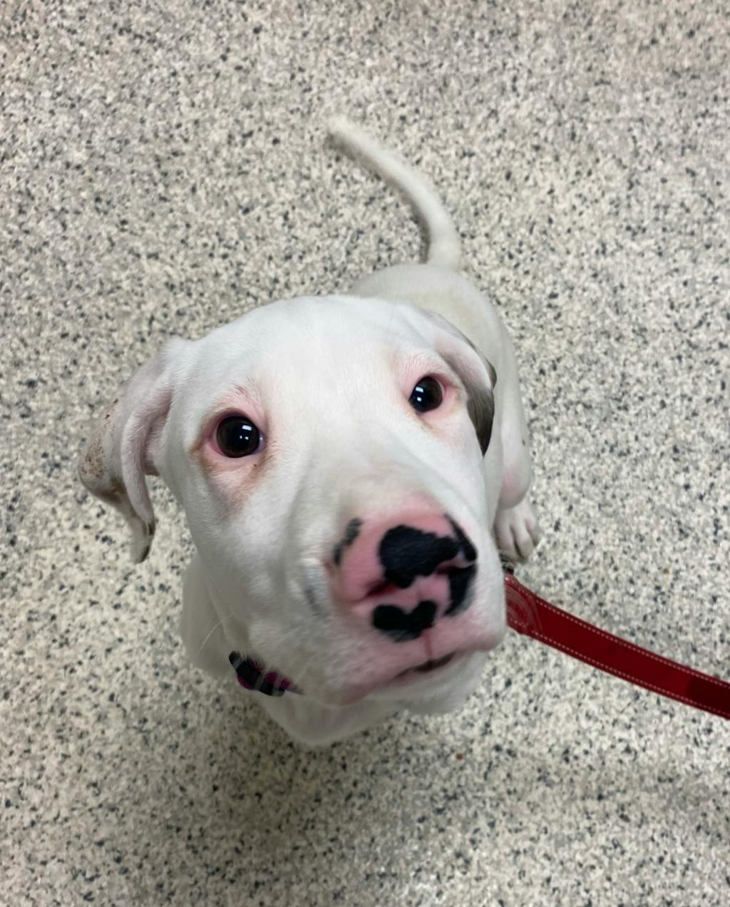 Chance, a 4 months old White Male American Bulldog Puppy