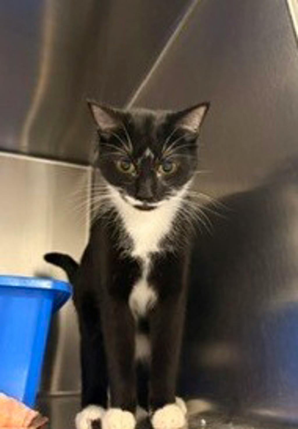 Fauna, a 1 year old Black Female Domestic Short Hair Cat
