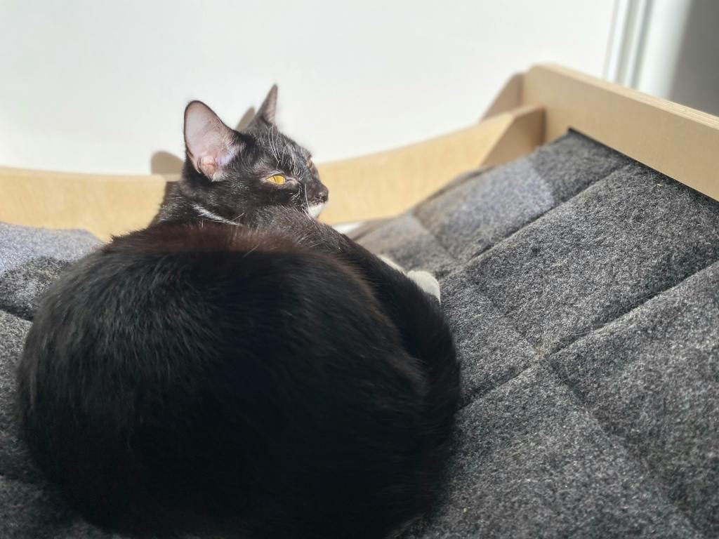 Fauna, a 1 year old Black Female Domestic Short Hair Cat