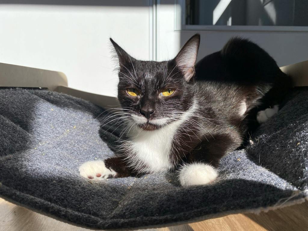 Fauna, a 1 year old Black Female Domestic Short Hair Cat