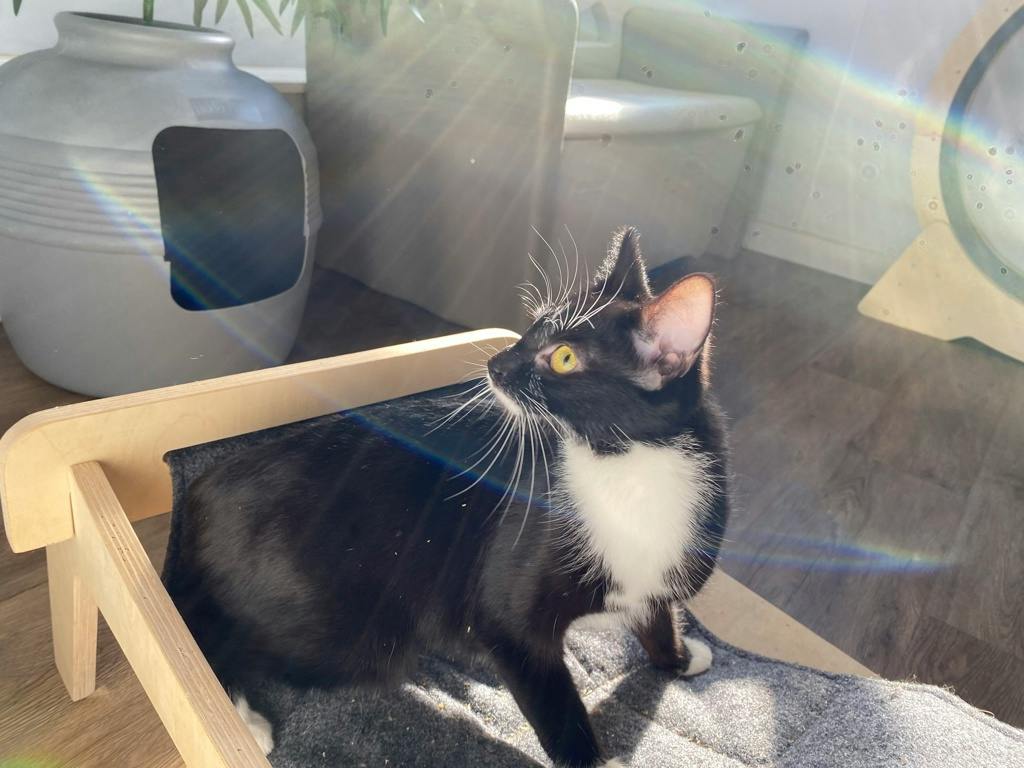 Fauna, a 1 year old Black Female Domestic Short Hair Cat