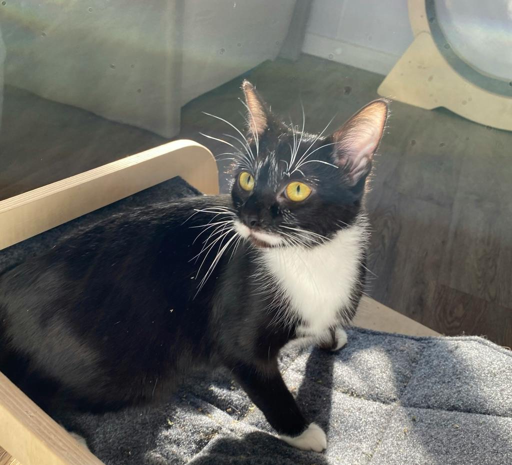 Fauna, a 1 year old Black Female Domestic Short Hair Cat