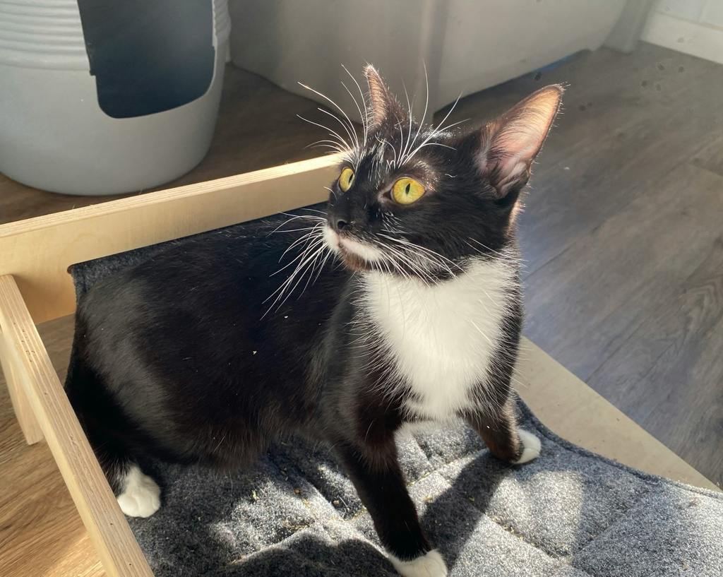 Fauna, a 1 year old Black Female Domestic Short Hair Cat