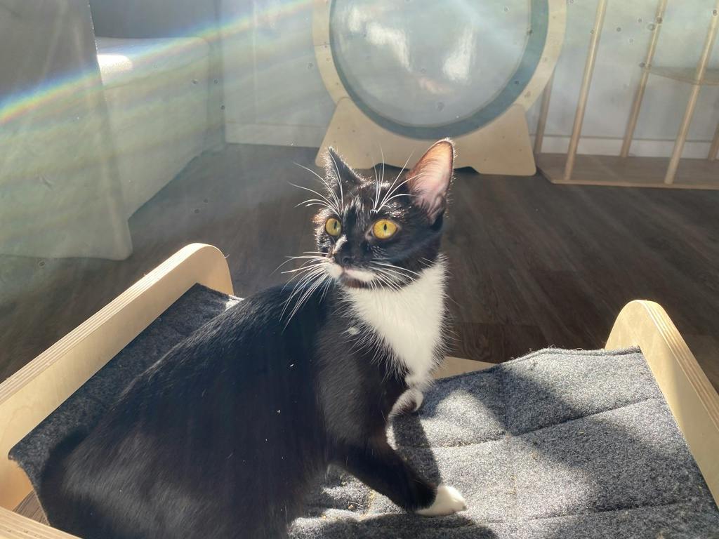 Fauna, a 1 year old Black Female Domestic Short Hair Cat