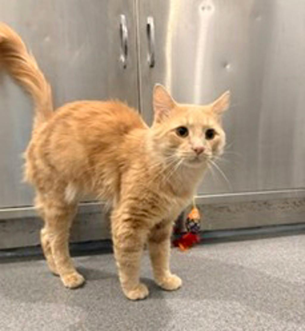 Einstein, a 2 years old Buff Male Domestic Short Hair Cat