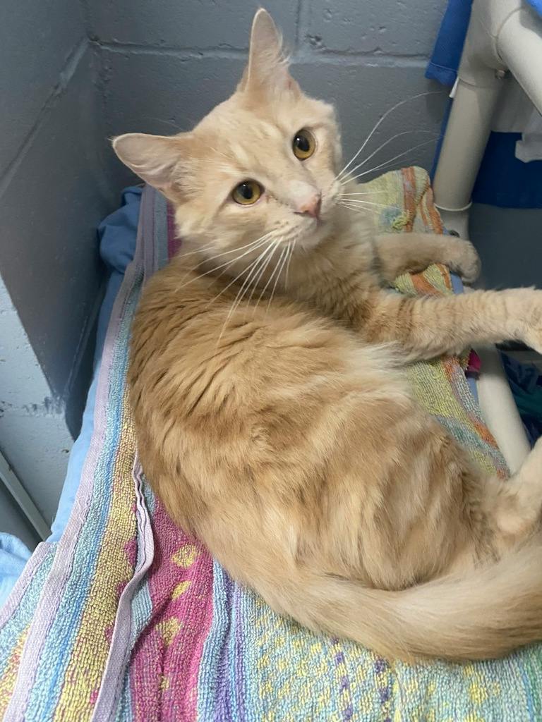 Einstein, a 2 years old Buff Male Domestic Short Hair Cat