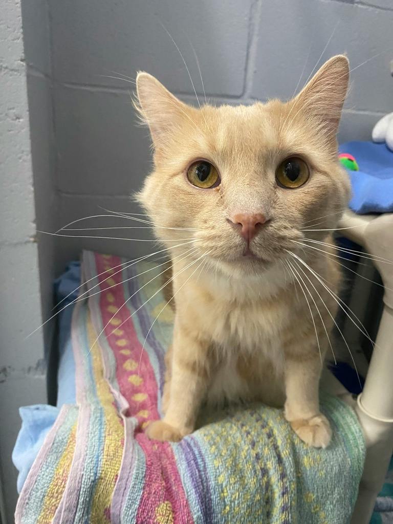 Einstein, a 2 years old Buff Male Domestic Short Hair Cat