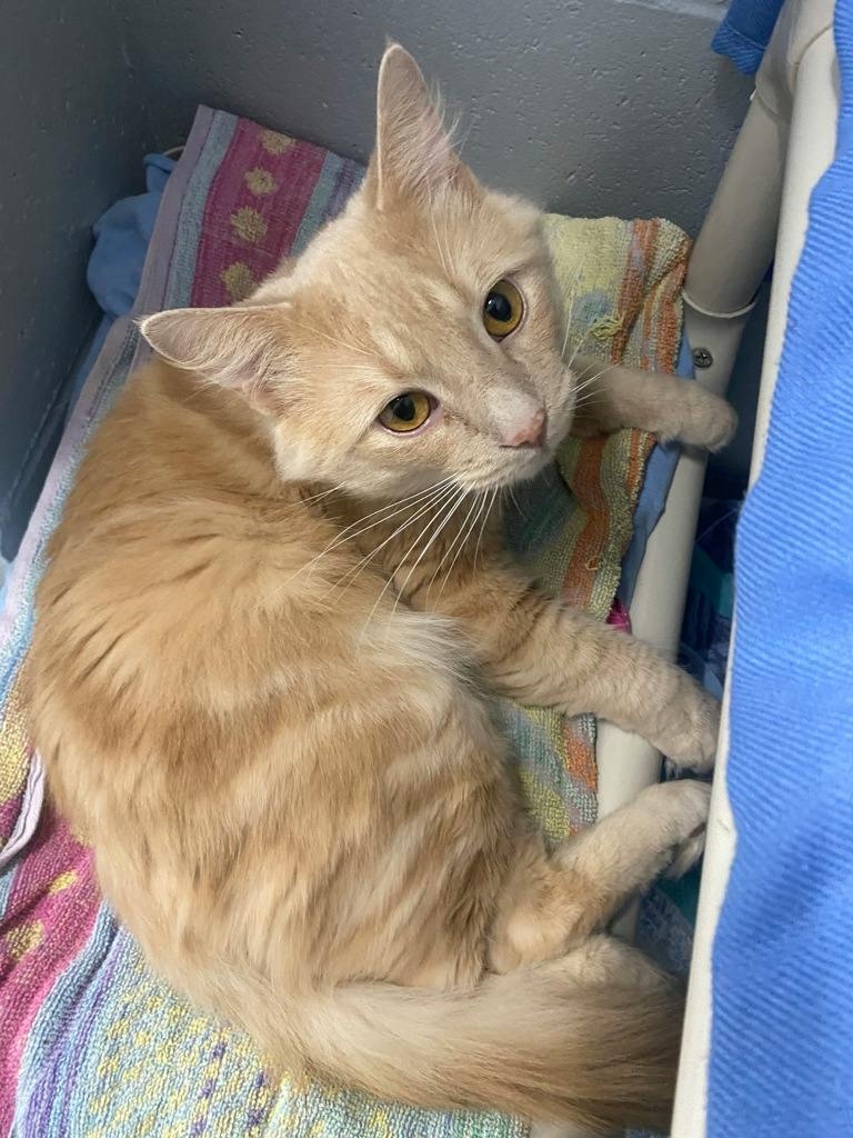 Einstein, a 2 years old Buff Male Domestic Short Hair Cat
