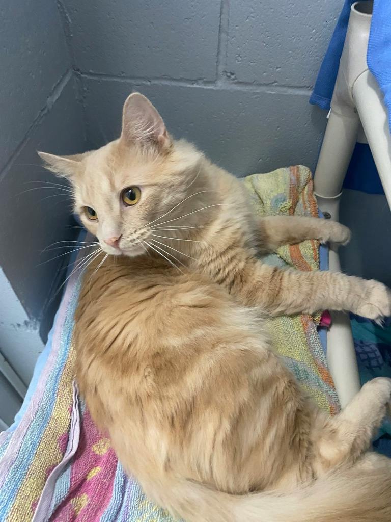 Einstein, a 2 years old Buff Male Domestic Short Hair Cat