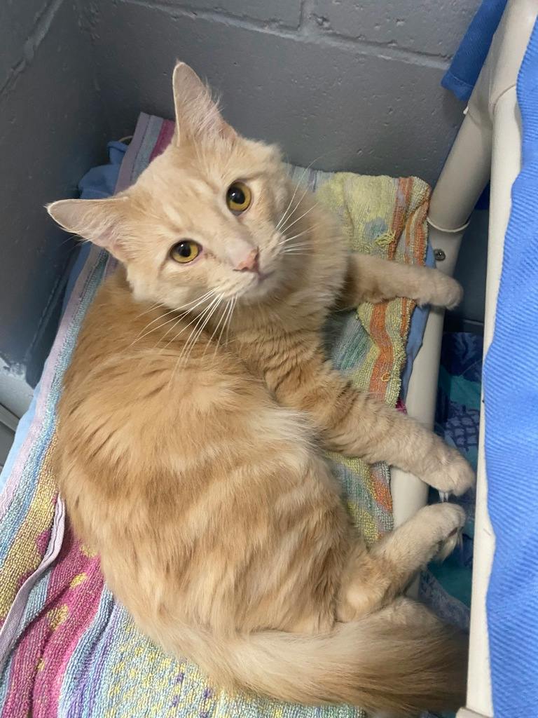 Einstein, a 2 years old Buff Male Domestic Short Hair Cat