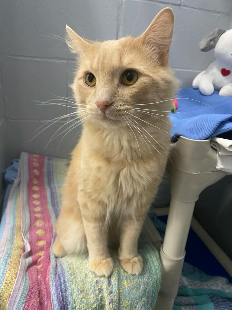 Einstein, a 2 years old Buff Male Domestic Short Hair Cat