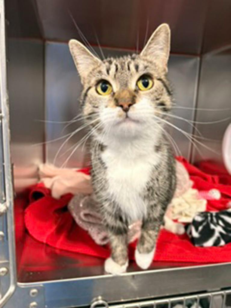 Star, a 2 years old Brown Tabby Female Domestic Short Hair Cat