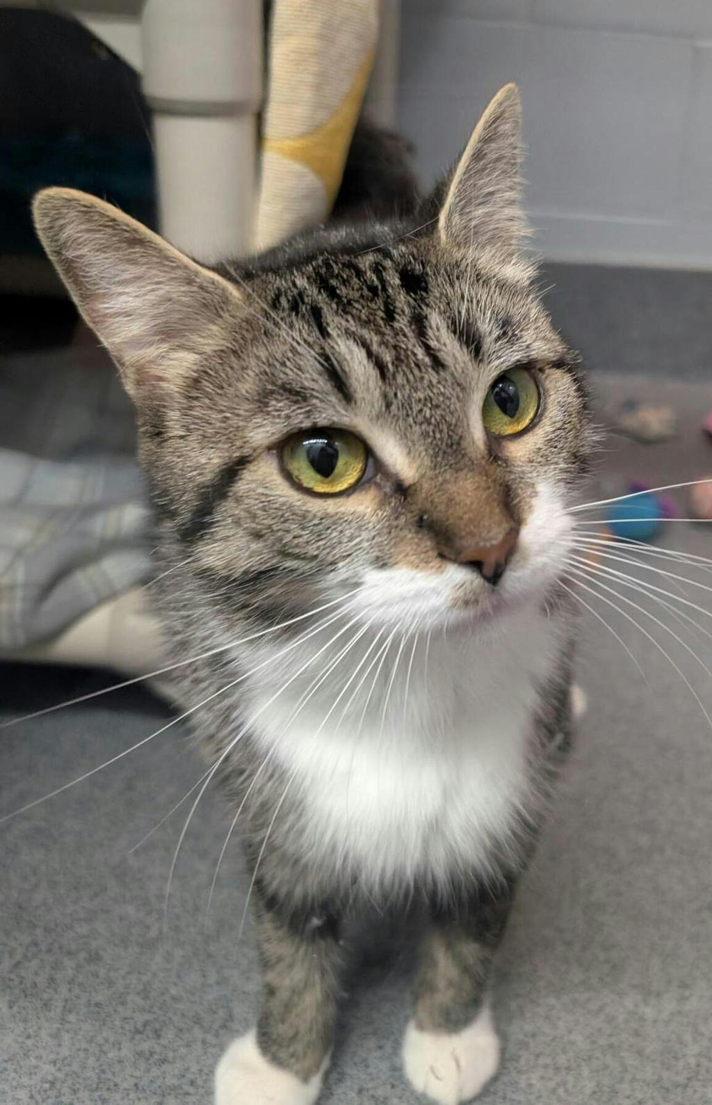 Star, a 2 years old Brown Tabby Female Domestic Short Hair Cat