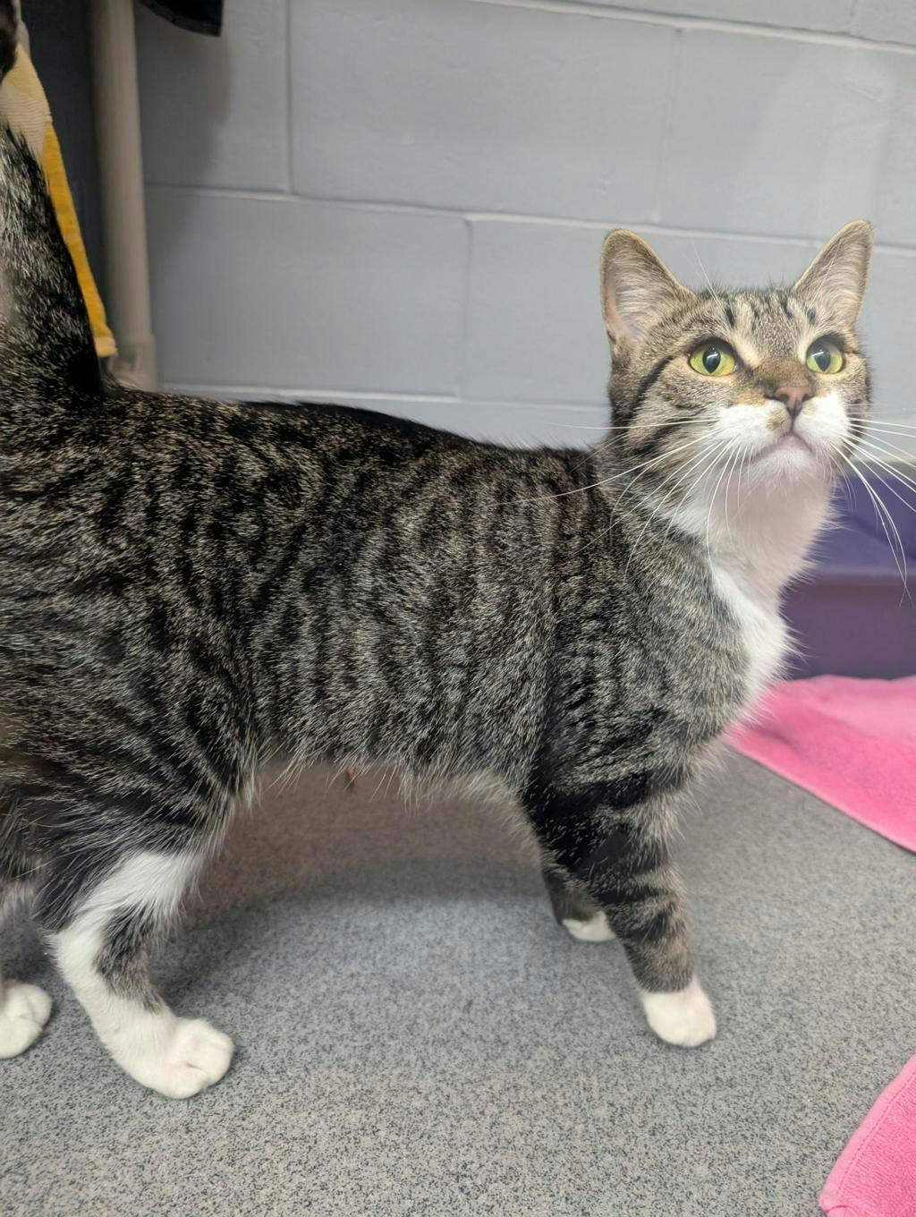 Star, a 2 years old Brown Tabby Female Domestic Short Hair Cat